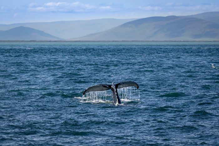 Cosa vedere Islanda balene 
